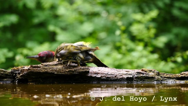 Eurasian Green Woodpecker (Eurasian) - ML201583861