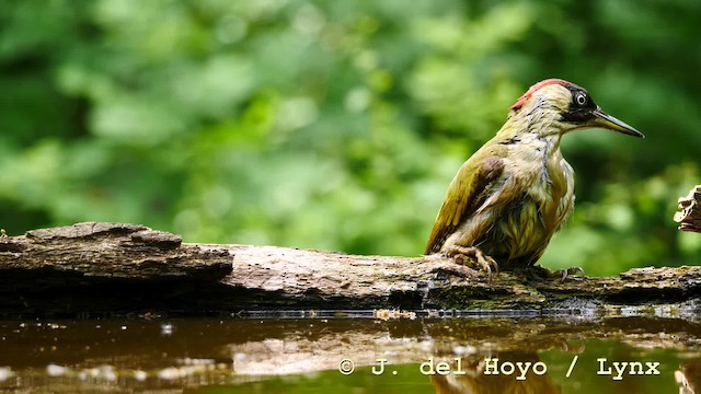 Eurasian Green Woodpecker (Eurasian) - ML201583871