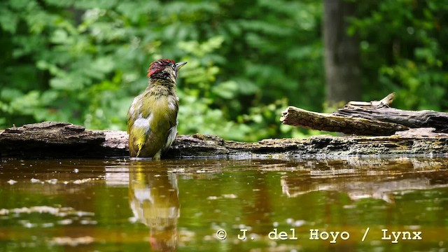 Eurasian Green Woodpecker (Eurasian) - ML201583881