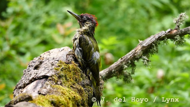 Eurasian Green Woodpecker (Eurasian) - ML201583891