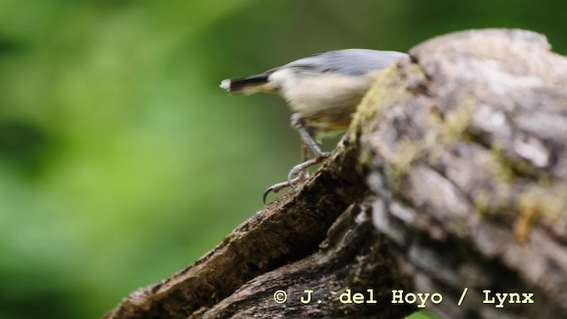 Eurasian Nuthatch (Western) - ML201583901