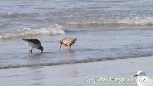 Bar-tailed Godwit - ML201583961