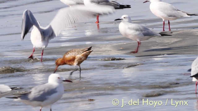 Bar-tailed Godwit - ML201583971