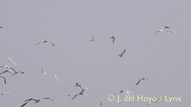 West African Crested Tern - ML201583981