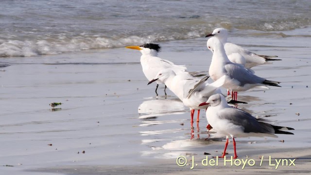 West African Crested Tern - ML201583991