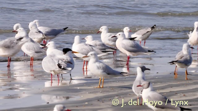 West African Crested Tern - ML201584001