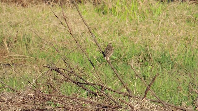 Eastern Meadowlark (Cuban) - ML201584031
