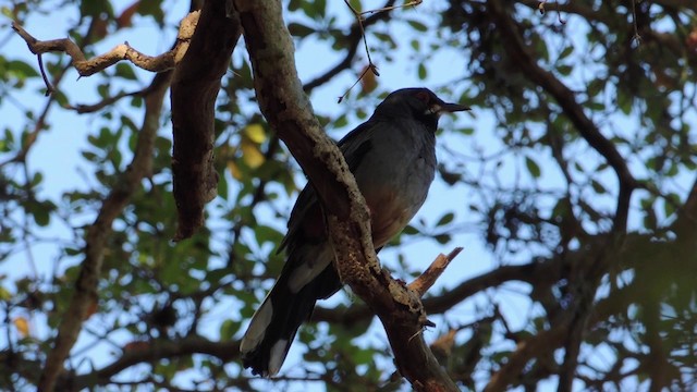Western Red-legged Thrush (Rusty-bellied) - ML201584061
