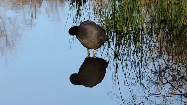 Eurasian Coot - ML201584081