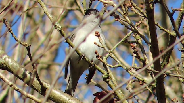 Eurasian Blackcap - ML201584111