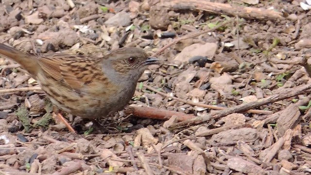 Dunnock - ML201584131