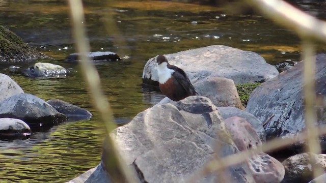 White-throated Dipper - ML201584161