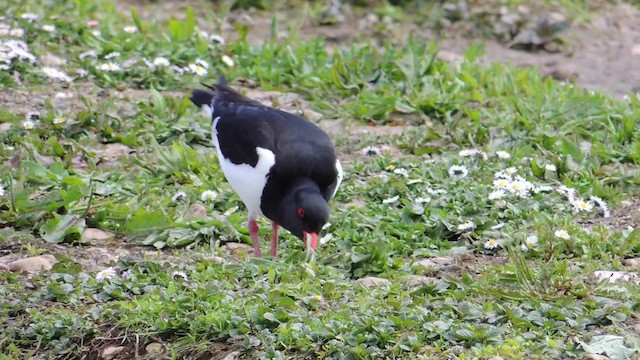 Austernfischer (ostralegus/longipes) - ML201584171