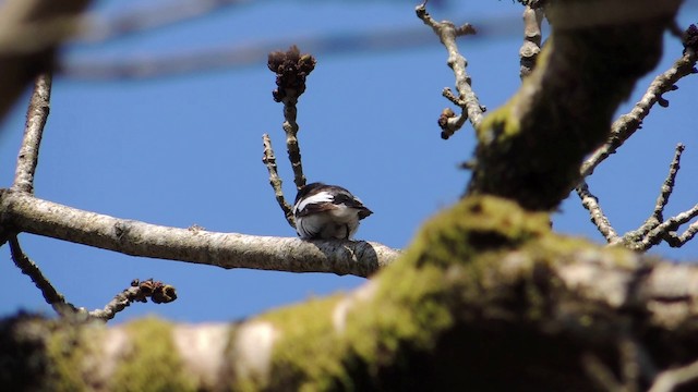 European Pied Flycatcher - ML201584181