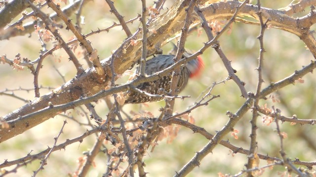 Cardinal Woodpecker - ML201584211