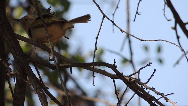 Green-backed Camaroptera (Gray-backed) - ML201584251