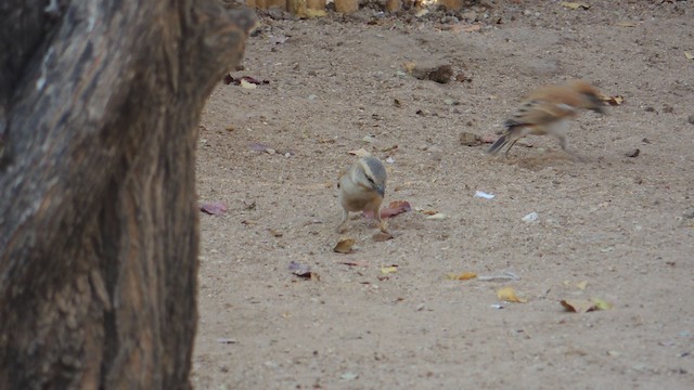 Great Rufous Sparrow - ML201584301