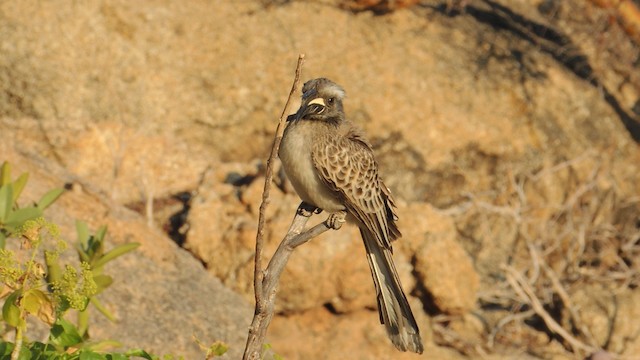 African Gray Hornbill - ML201584311