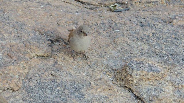 Southern Gray-headed Sparrow - ML201584331