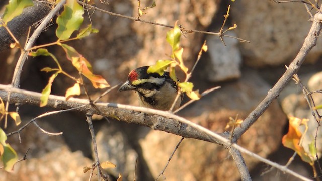 Pied Barbet - ML201584341