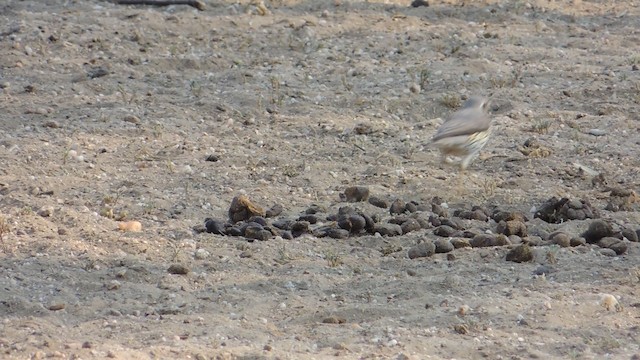 Groundscraper Thrush - ML201584361