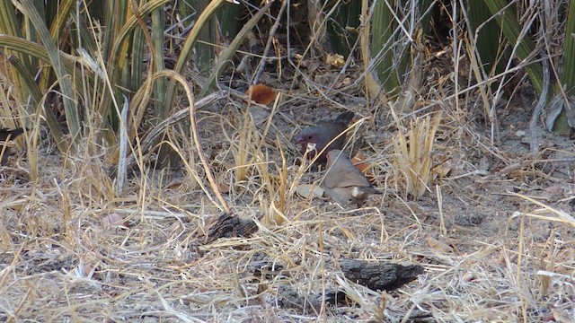 Brown Firefinch - ML201584411