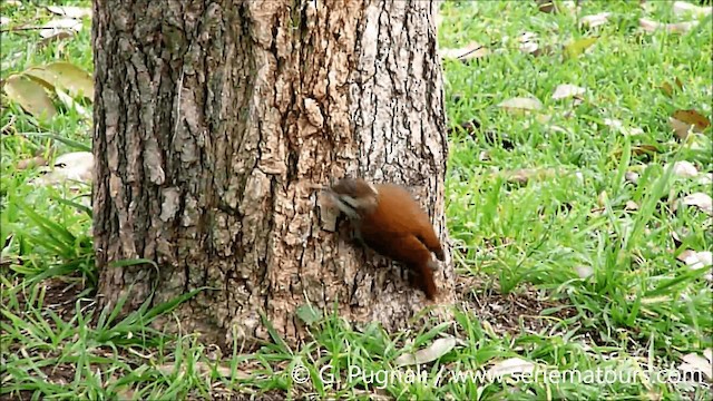 Narrow-billed Woodcreeper - ML201584821