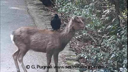 Large-billed Crow (Large-billed) - ML201584831
