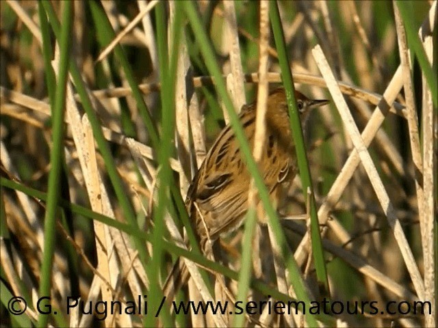 Bay-capped Wren-Spinetail - ML201584861