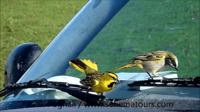 Yellow Cardinal - ML201584891