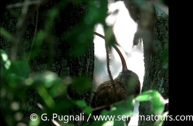 Red-billed Scythebill - ML201584911