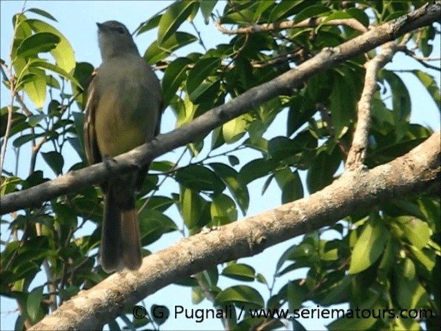 Greenish Elaenia (Greenish) - ML201584941