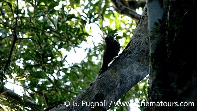 Planalto Woodcreeper - ML201584961