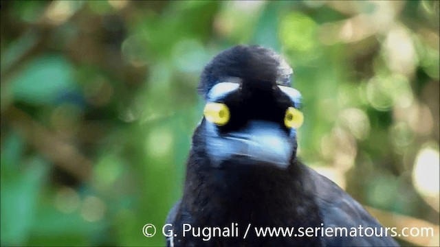 plysjskrike - ML201584971