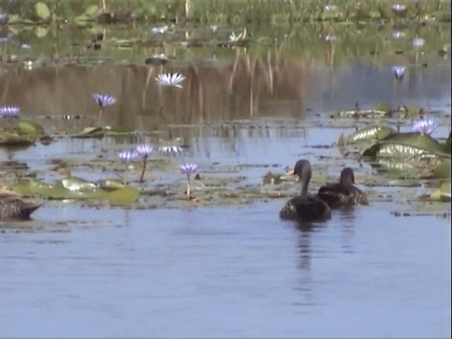 Yellow-billed Duck - ML201585021