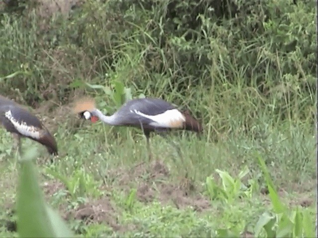 Gray Crowned-Crane - ML201585031