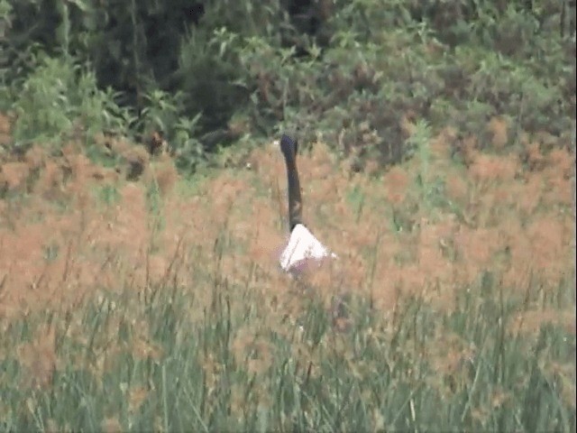 Saddle-billed Stork - ML201585061