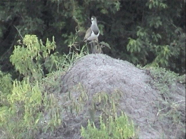 Senegal Lapwing - ML201585071