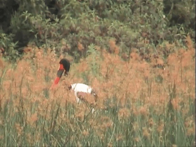 Saddle-billed Stork - ML201585081