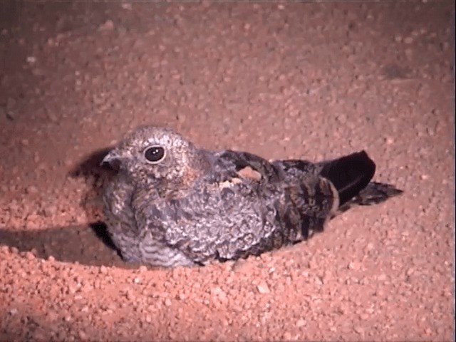 Fiery-necked Nightjar (Black-shouldered) - ML201585111