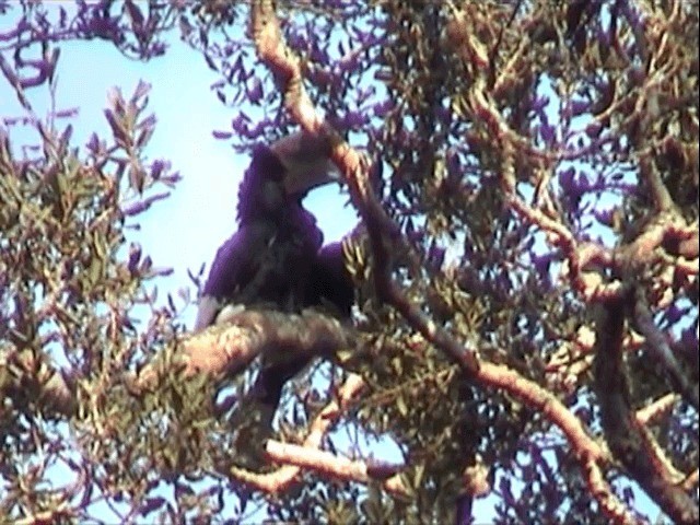 Black-and-white-casqued Hornbill - ML201585131