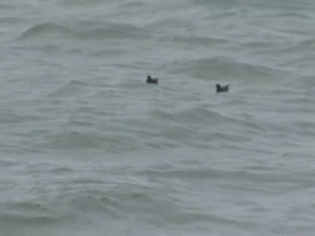 Swinhoe's Storm-Petrel - ML201585181