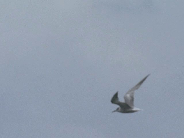 Aleutian Tern - ML201585191