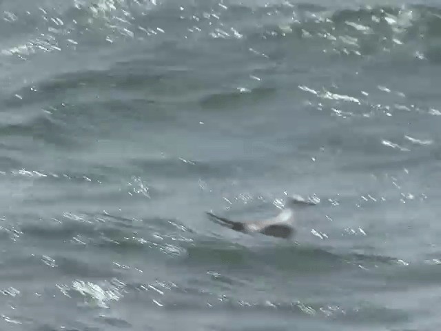 Aleutian Tern - ML201585211