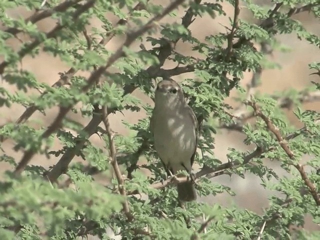 Plain Leaf Warbler - ML201585231