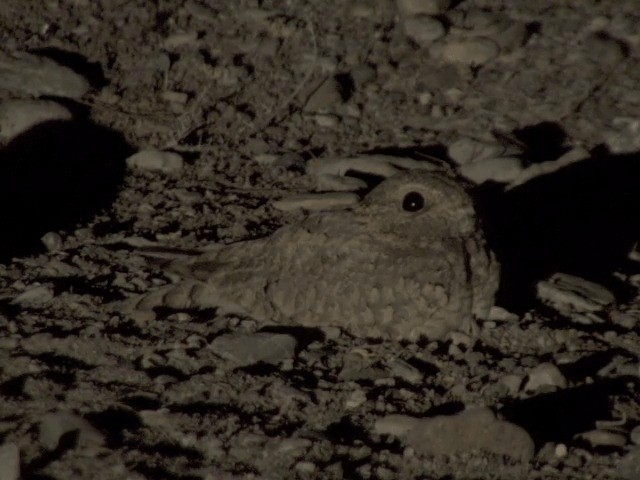 Egyptian Nightjar - ML201585241