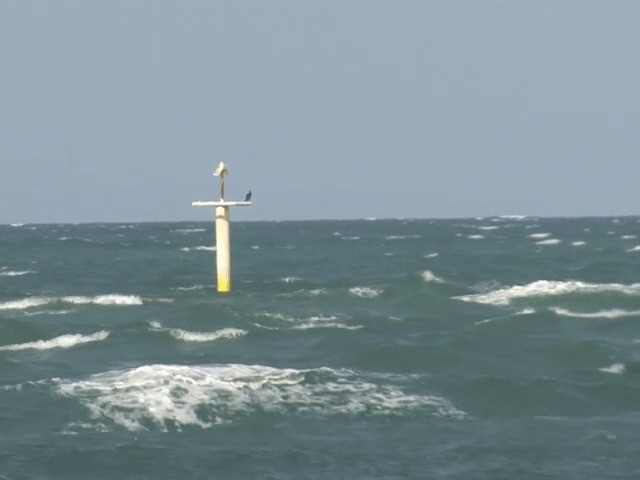 ペルシャウ - ML201585311