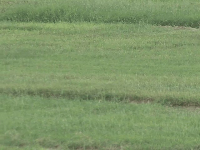 Buff-breasted Sandpiper - ML201585321