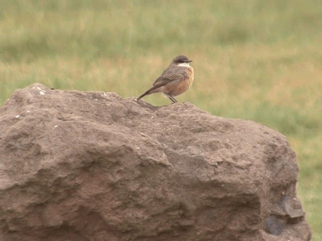 Rusty-breasted Wheatear - ML201585331