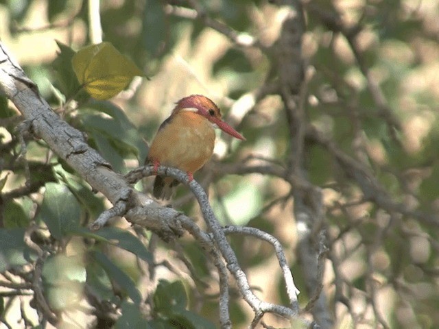 African Pygmy Kingfisher - ML201585361